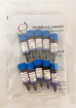 5×雙色蛋白上樣緩沖液 (變性，還原）